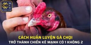 Cách Huấn Luyện Gà Chọi