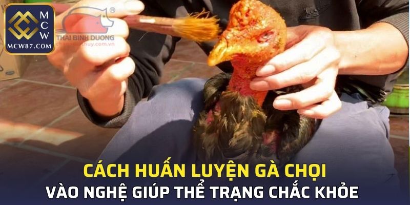 Cách huấn luyện gà chọi - vào nghệ cực hiệu quả