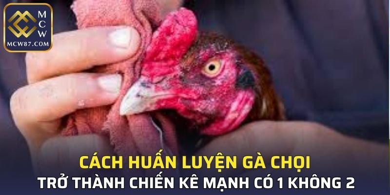 Cách Huấn Luyện Gà Chọi