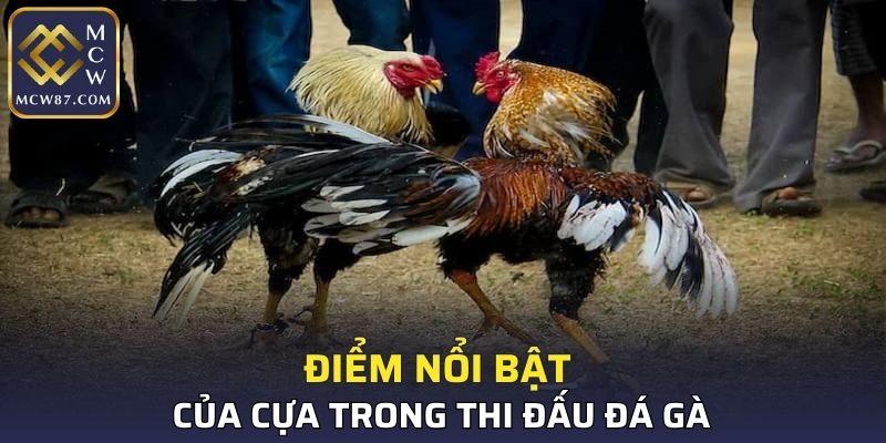 Điểm nổi bật của cựa trong thi đấu đá gà