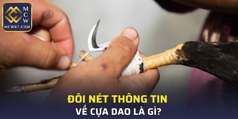 Đôi nét thông tin về cựa dao là gì?