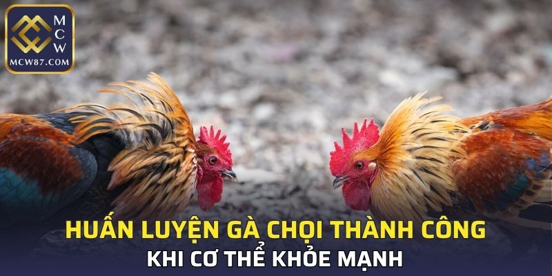 Huấn luyện gà chọi thành công khi chúng khỏe mạnh