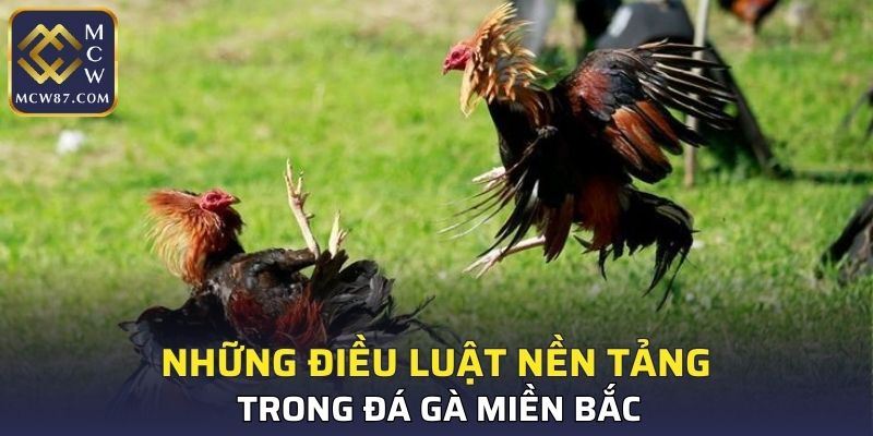 Những điều luật nền tảng trong đá gà miền Bắc