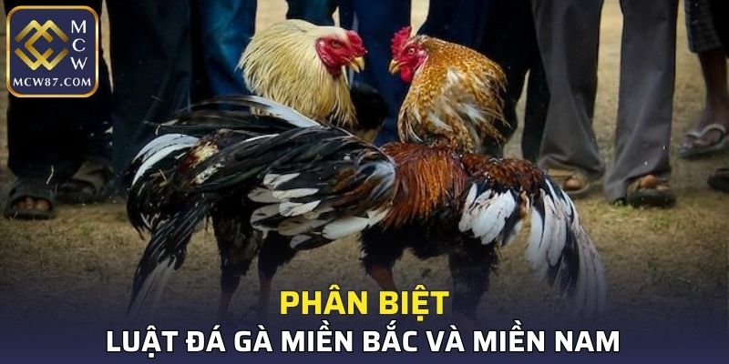 Phân biệt luật đá gà miền Bắc và miền Nam