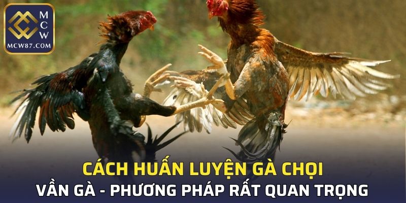 Vần gà là cách huấn luyện gà chọi rất quan trọng